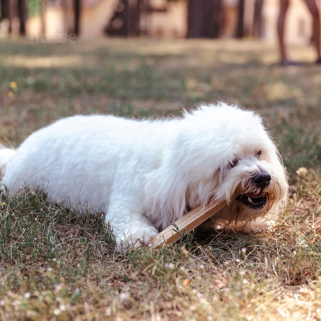 DENTAL S | Recompense dentare delicioase, fără gluten, pentru câini
