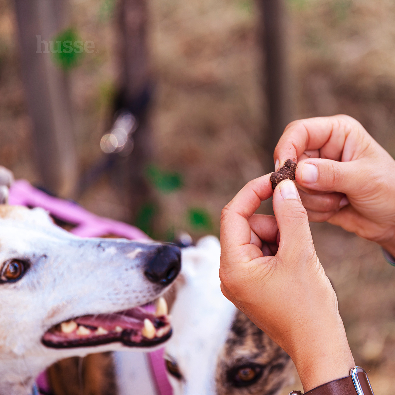 BRAVO | Gustări delicioase cu miel, fără gluten, pentru câini cu sensibilități digestive