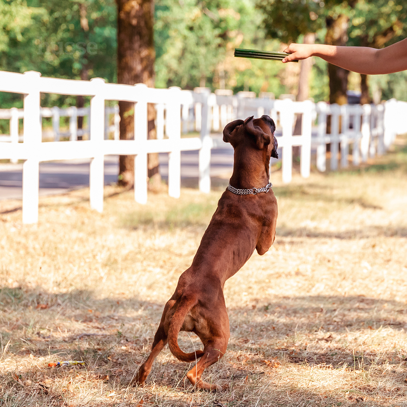 DENTAL S | Recompense dentare delicioase, fără gluten, pentru câini