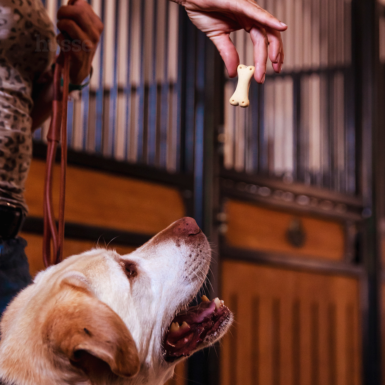 KEX L | Biscuiți crocanți în formă de os, pentru câini