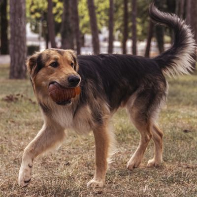 SYSSLA | Jucărie pentru câini, din cauciuc natural