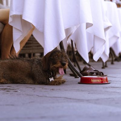 BOL DE INOX, ANTIDERAPANT | Bol potrivit atât pentru mâncare, cât și pentru apă