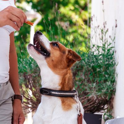 KYCKLINGFILÉ | File de pui delicios, gătit la cuptor, îmbogățit cu glucozamină și condroitină