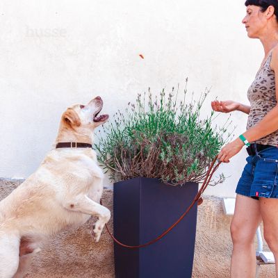 KYCKLINGFILÉ | File de pui delicios, gătit la cuptor, îmbogățit cu glucozamină și condroitină